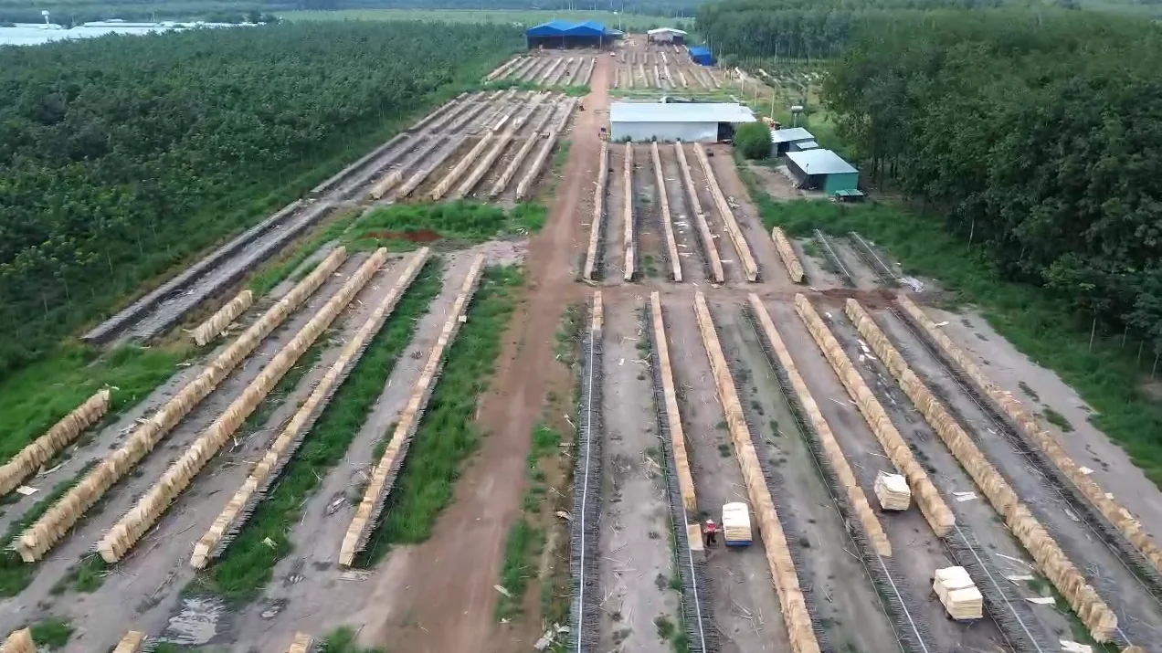 Outdoor veneer drying area at a wood veneer facility in Vietnam