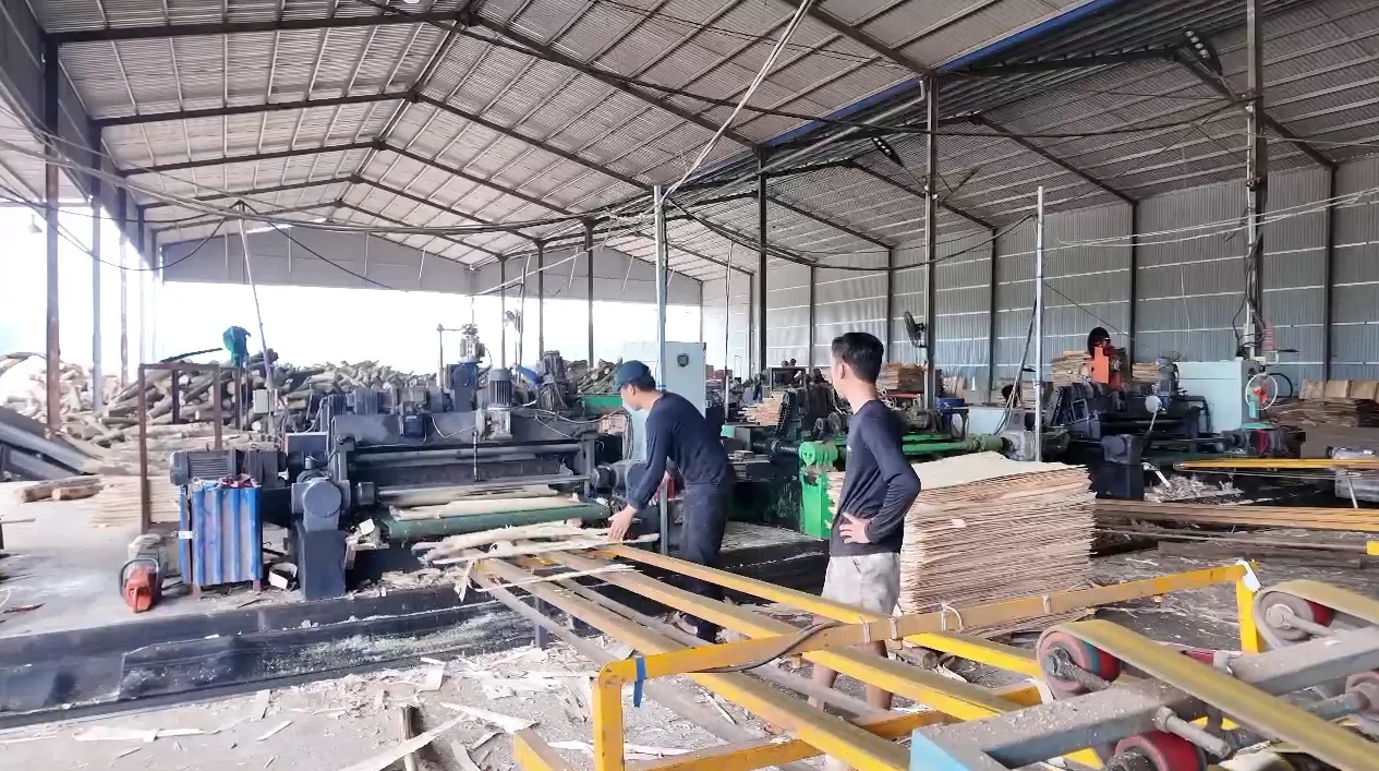 Rotary peeling line at a wood veneer workshop in Vietnam