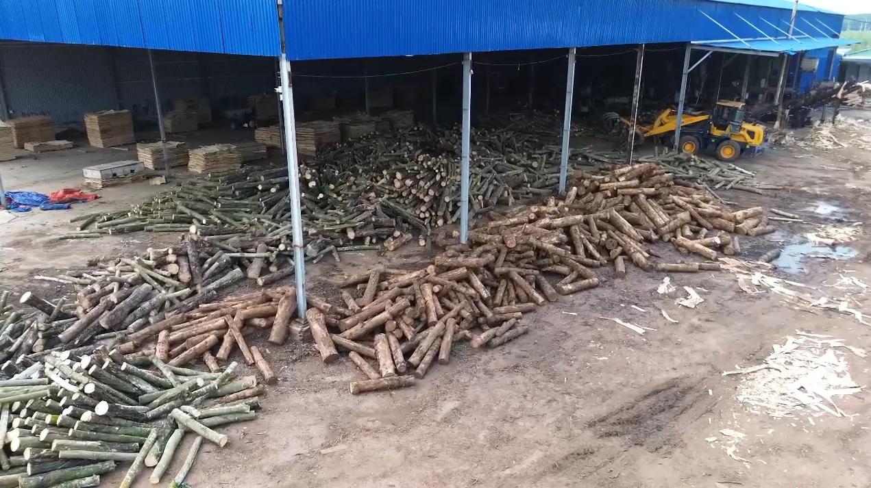 Log storage area and machinery at a veneer workshop